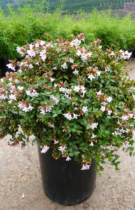 Abelia - Holly Days Nursery—Wholesale