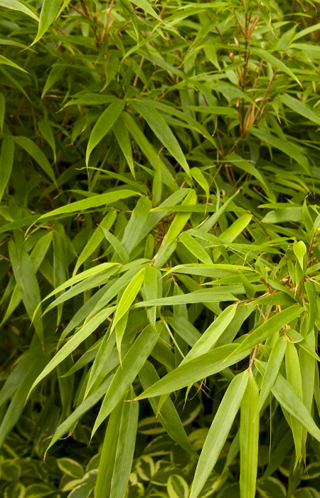 bamboo-wholesale-plants-trees-holly-days-nursery