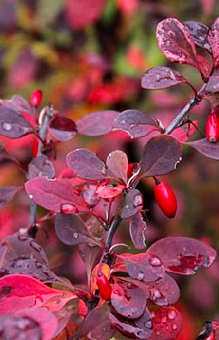 barberry-wholesale-plants-trees-holly-days-nursery
