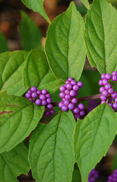 beautyberry-wholesale-plants-trees-holly-days-nursery