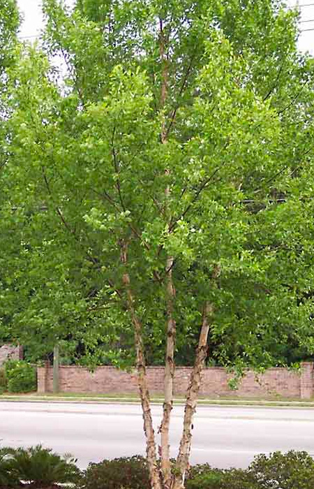birch-betula-wholesale-plants-trees-holly-days-nursery