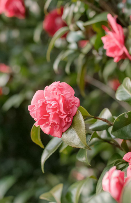 camellia-wholesale-plants-trees-holly-days-nursery