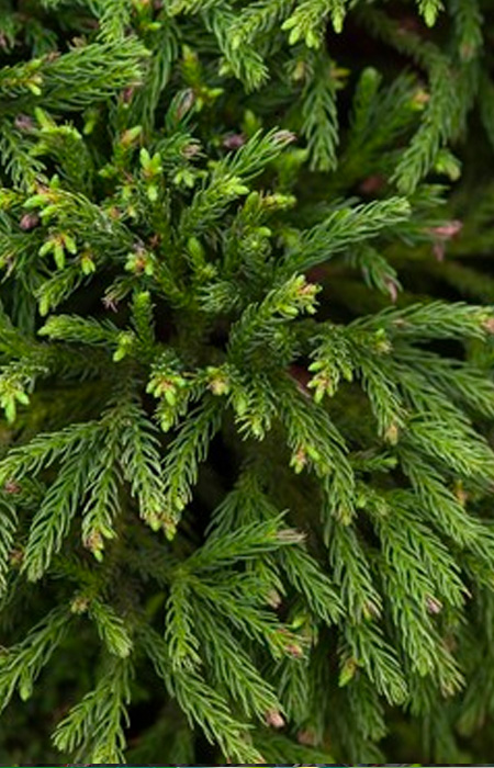 cryptomeria-japanese-cedar-wholesale-plants-trees-holly-days-nursery