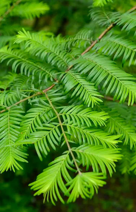dawn-redwood—metasequoia-wholesale-plants-trees-holly-days-nursery