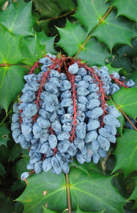 grape-holly-mahonia-wholesale-plants-trees-holly-days-nursery