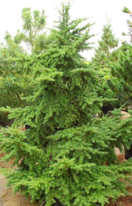 hemlock-tsuga-wholesale-plants-trees-holly-days-nursery