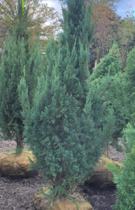 Juniper─Juniperus - Holly Days Nursery—Wholesale