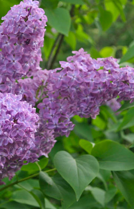 lilac-syringa-wholesale-plants-trees-holly-days-nursery