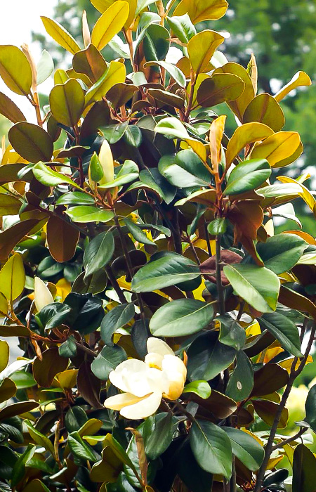 magnolia-wholesale-plants-trees-holly-days-nursery