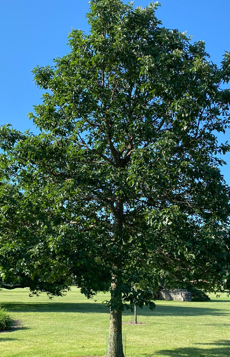 oak—quercus-wholesale-plants-trees-holly-days-nursery