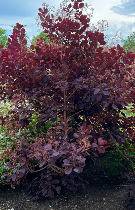 purple-smoke-tree-cotinus-wholesale-plants-trees-holly-days-nursery