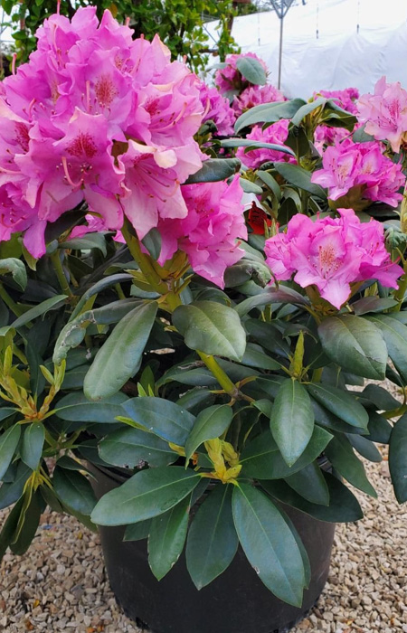 rhododendron-wholesale-plants-trees-holly-days-nursery