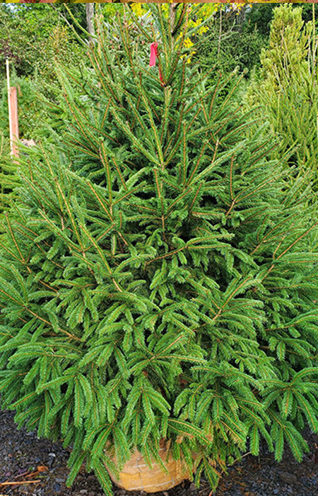 spruce-picea-wholesale-plants-trees-holly-days-nursery
