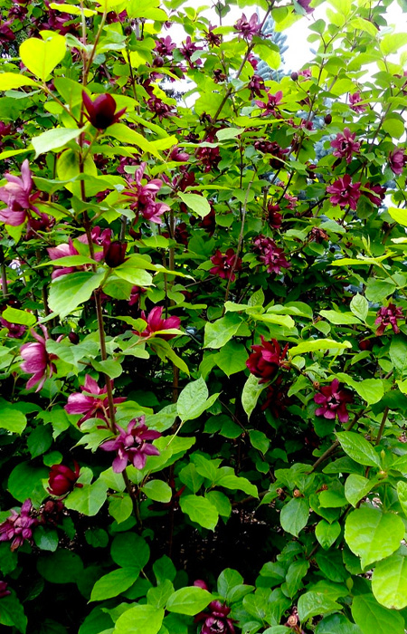 sweetshrub-carolina-spicebush-wholesale-plants-trees-holly-days-nursery