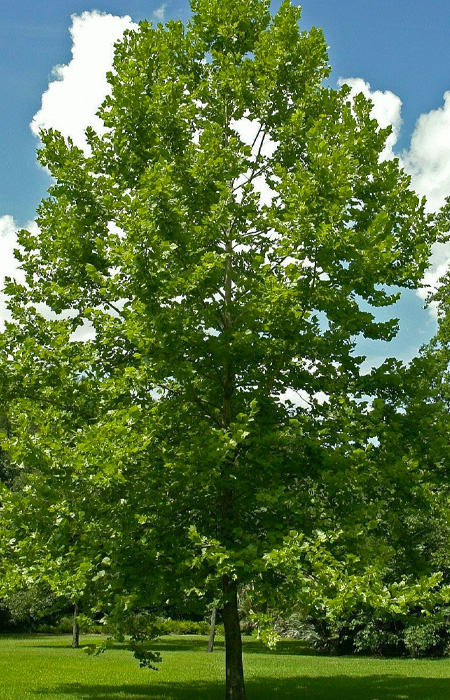 sycamore-platanus-wholesale-plants-trees-holly-days-nursery