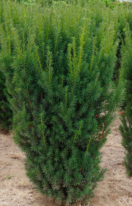 yew-taxus-wholesale-plants-trees-holly-days-nursery