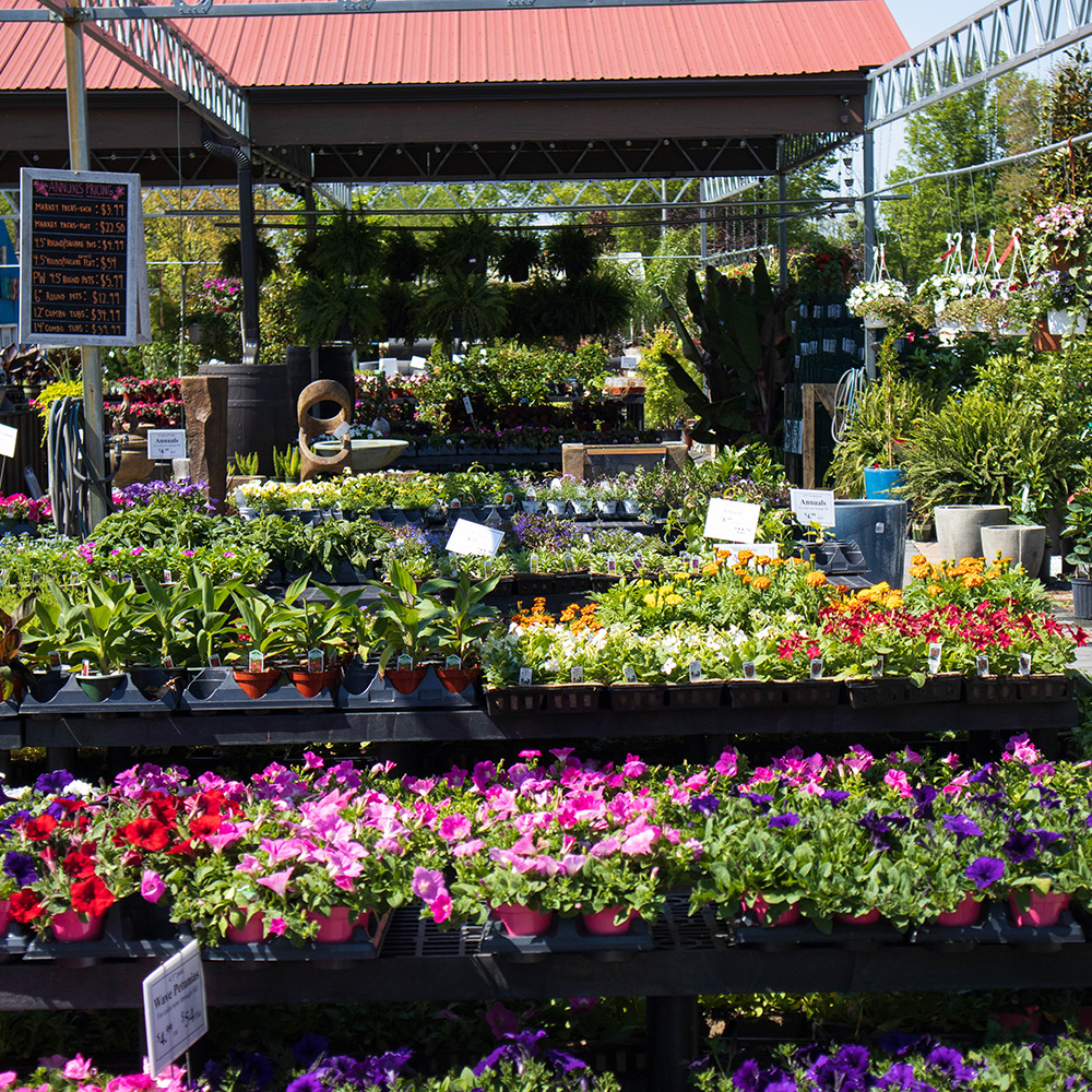 annuals-wholesale-holly-days-nursery-wholesale-plants